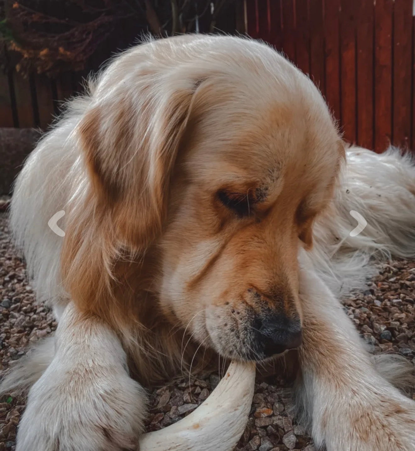 Lamb Horn Marrow Fat Free Treat