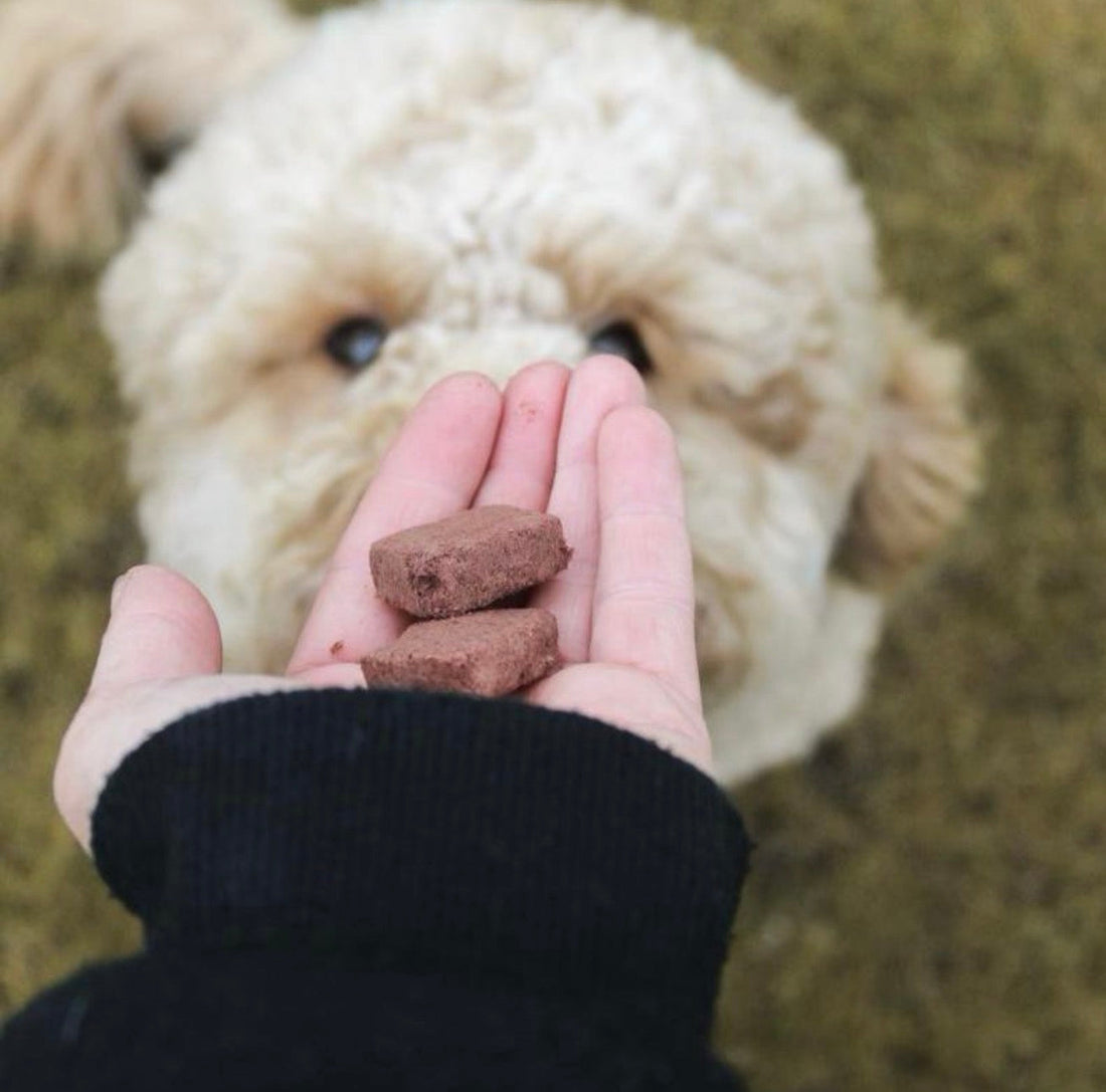 Natural vs Processed Dog Treats: What's Really in Your Dog's Snacks? Pawtastic Munchies