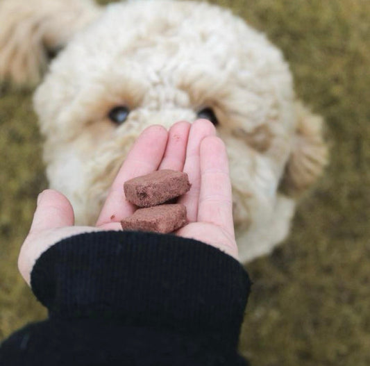 Natural vs Processed Dog Treats: What's Really in Your Dog's Snacks? Pawtastic Munchies