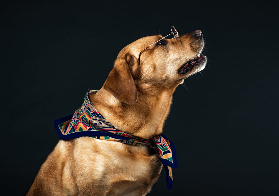Why Rawhide Is Bad for Dogs (And What to Give Instead) Pawtastic Munchies