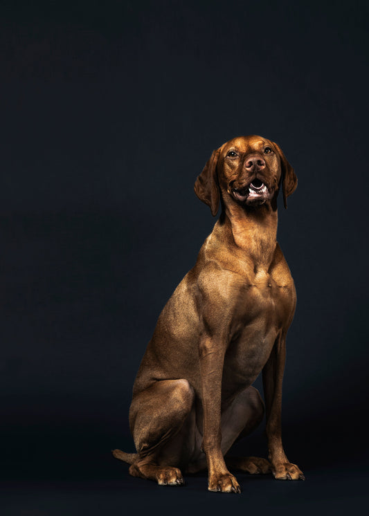 What to Look for on Dog Treat Ingredient Labels Pawtastic Munchies