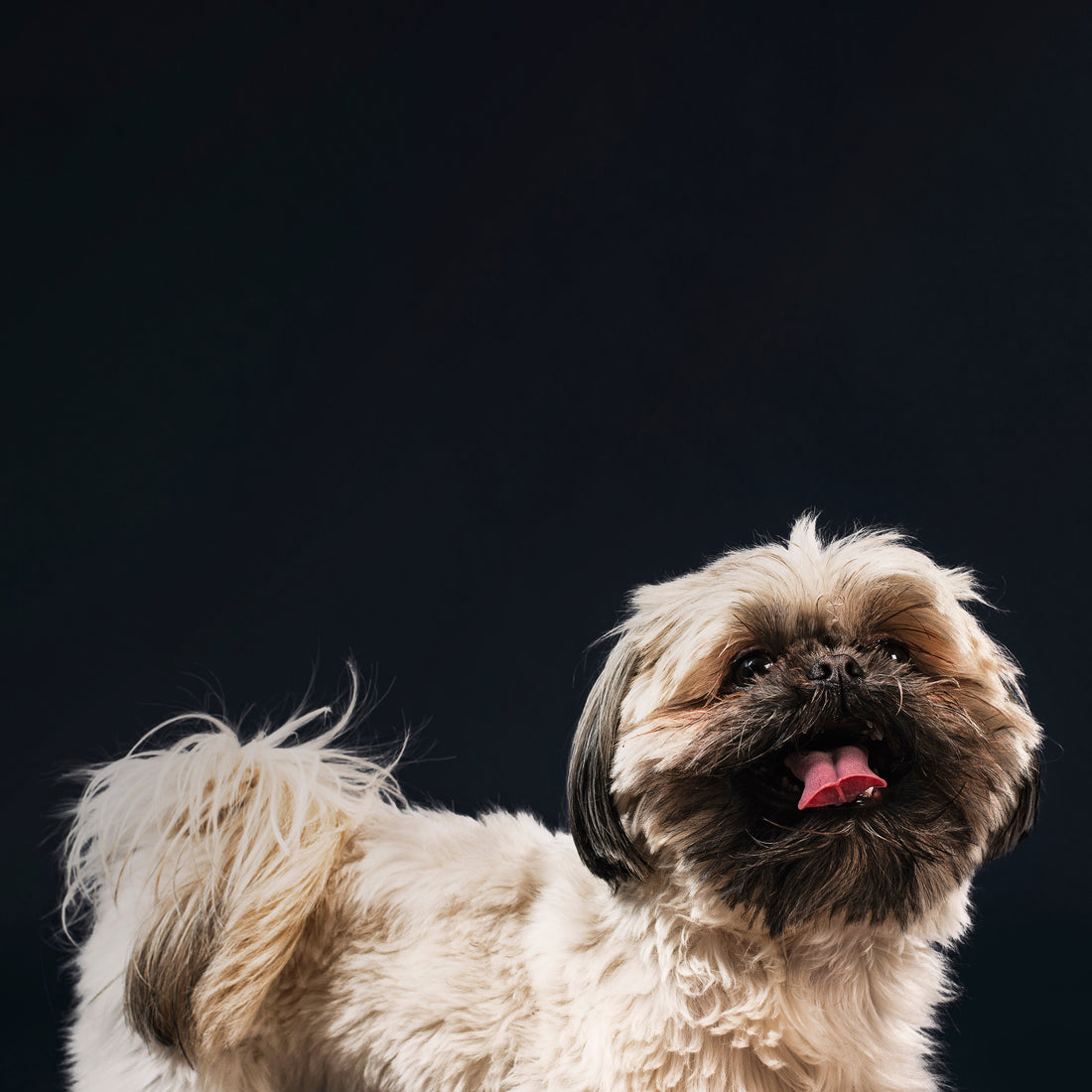 Best Chews for Teething Puppies: What's Safe and What to Avoid Pawtastic Munchies
