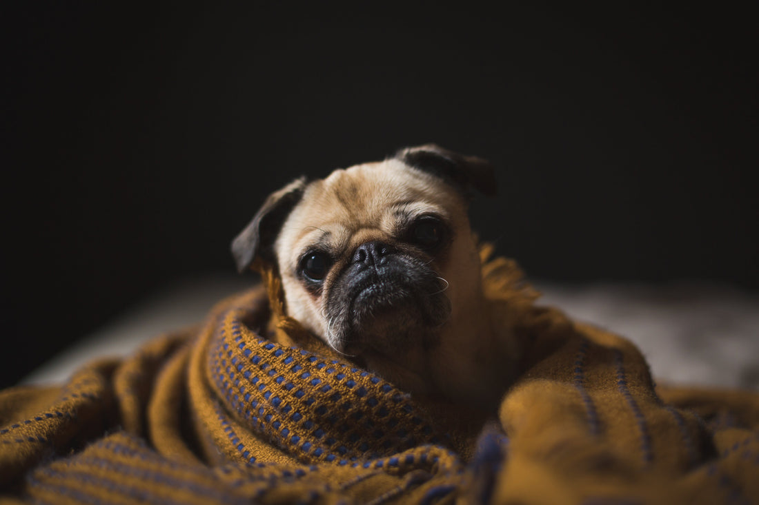 The Best Treats for Puppies: What's Safe, Healthy & Delicious Pawtastic Munchies