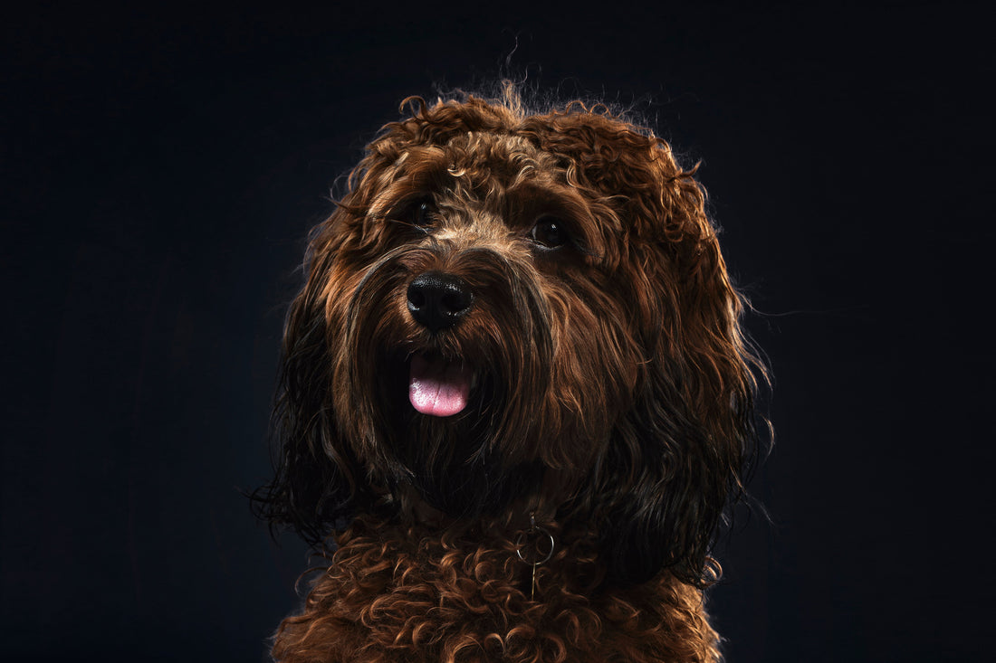 High Value Treats for Dog Training: What They Are and Why They Work Pawtastic Munchies