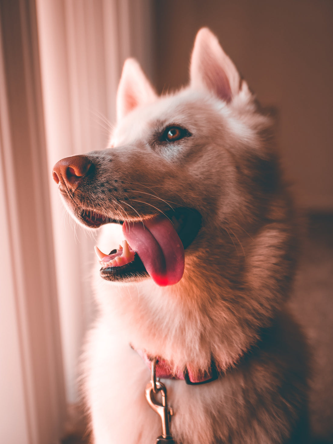How Many Treats Should I Give My Dog Per Day? Pawtastic Munchies
