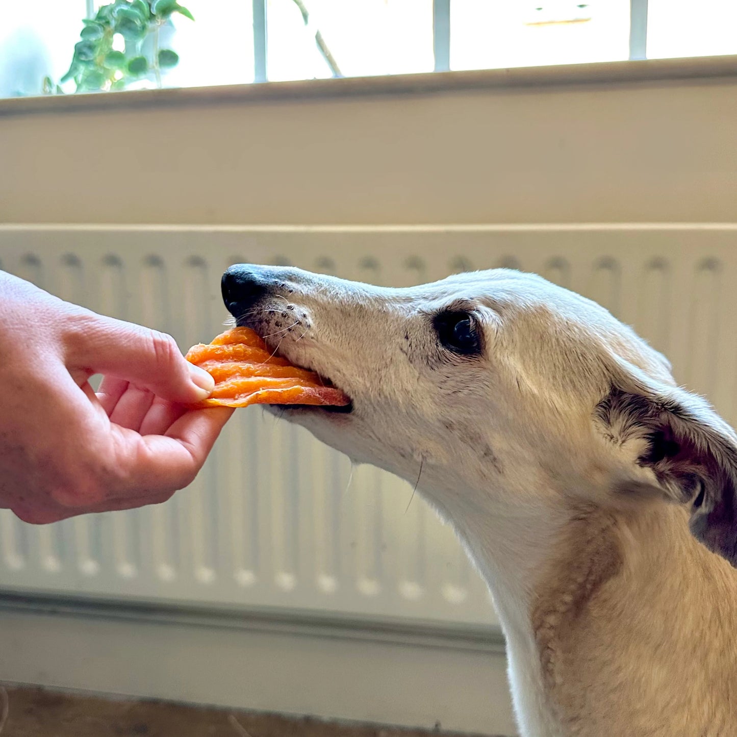 Sweet Potato Slices 200g - Natural Dog Treats
- Hypoallergenic