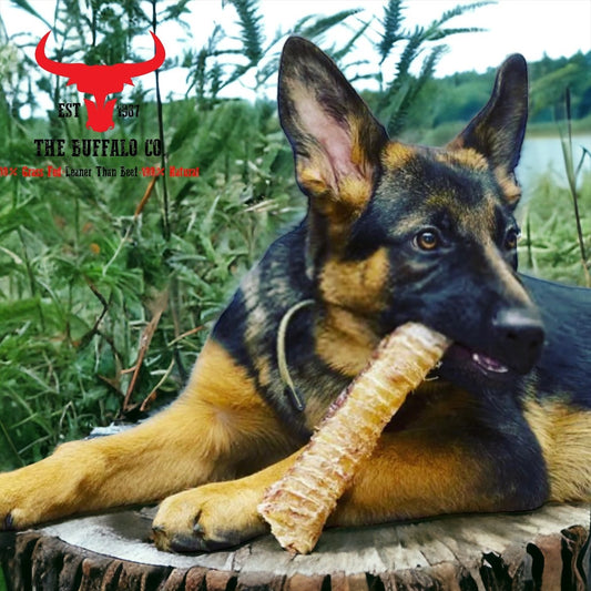 Buffalo Trachea Cut - Long lasting Dog Treat