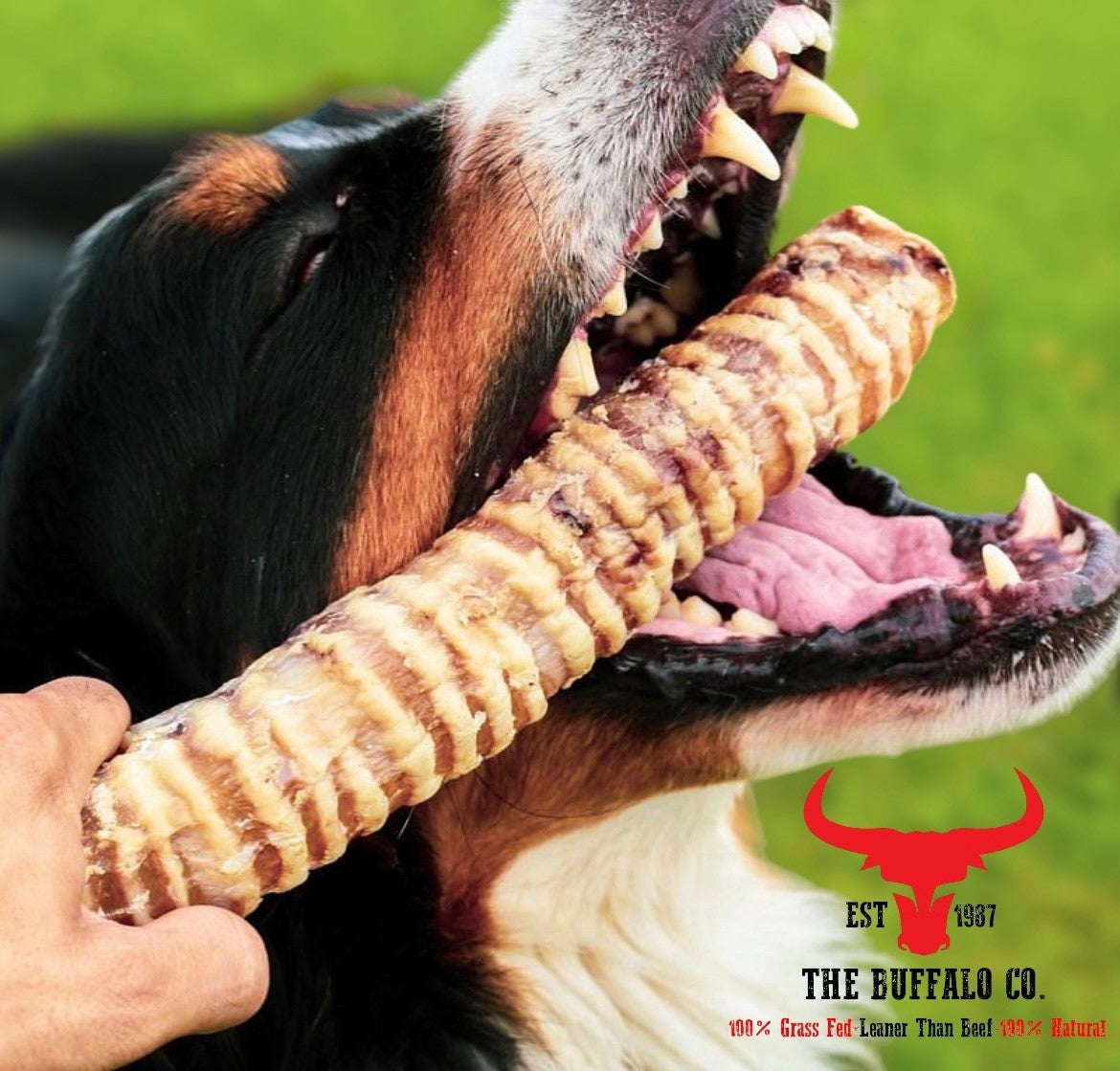 Buffalo Trachea  - Natural Dog Treat