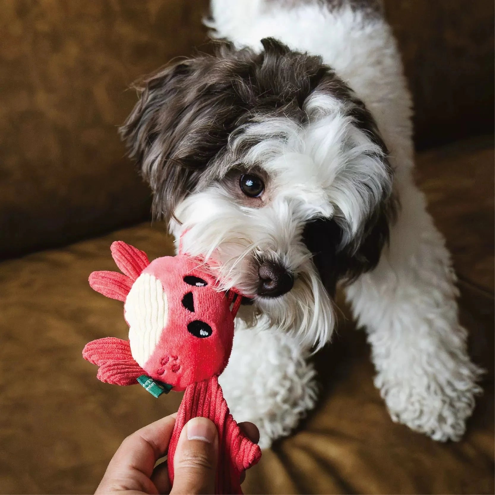 Crab – Sea Creatures 🦀🌊 Pawtastic Munchies